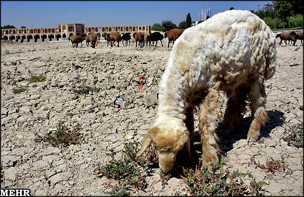 zayandehrood-dry-sheep.jpg